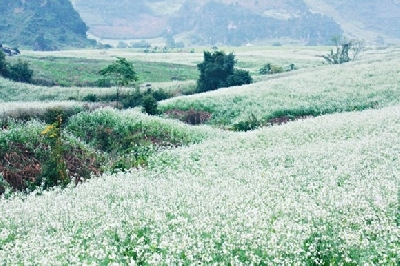 Mộc Châu Mùa hoa