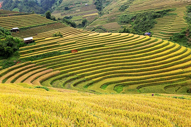 Mùa vàng Tây Bắc