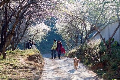 MỘC CHÂU- HOA MẬN NỞ TRẮNG RỪNG