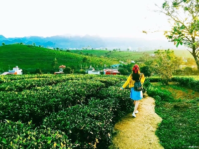 DU LỊCH MỘC CHÂU 2N1Đ